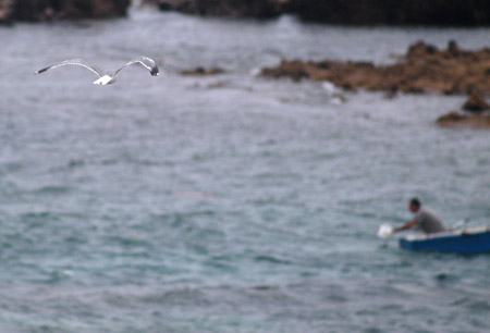 la gaviota y el pescador